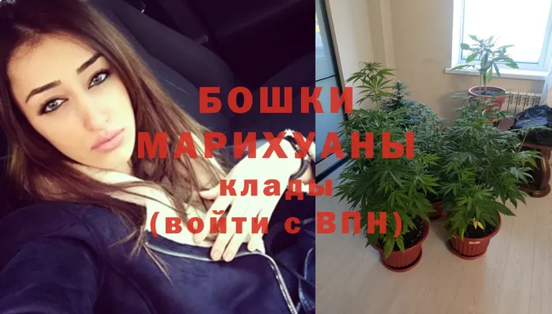 Марихуана сатива  где продают   Голицыно 